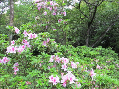 小雨の下の立田山散策_d0109916_1443381.jpg