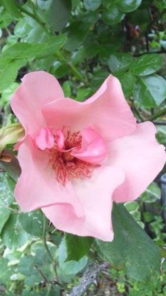 薔薇の季節へ_d0085018_22305292.jpg