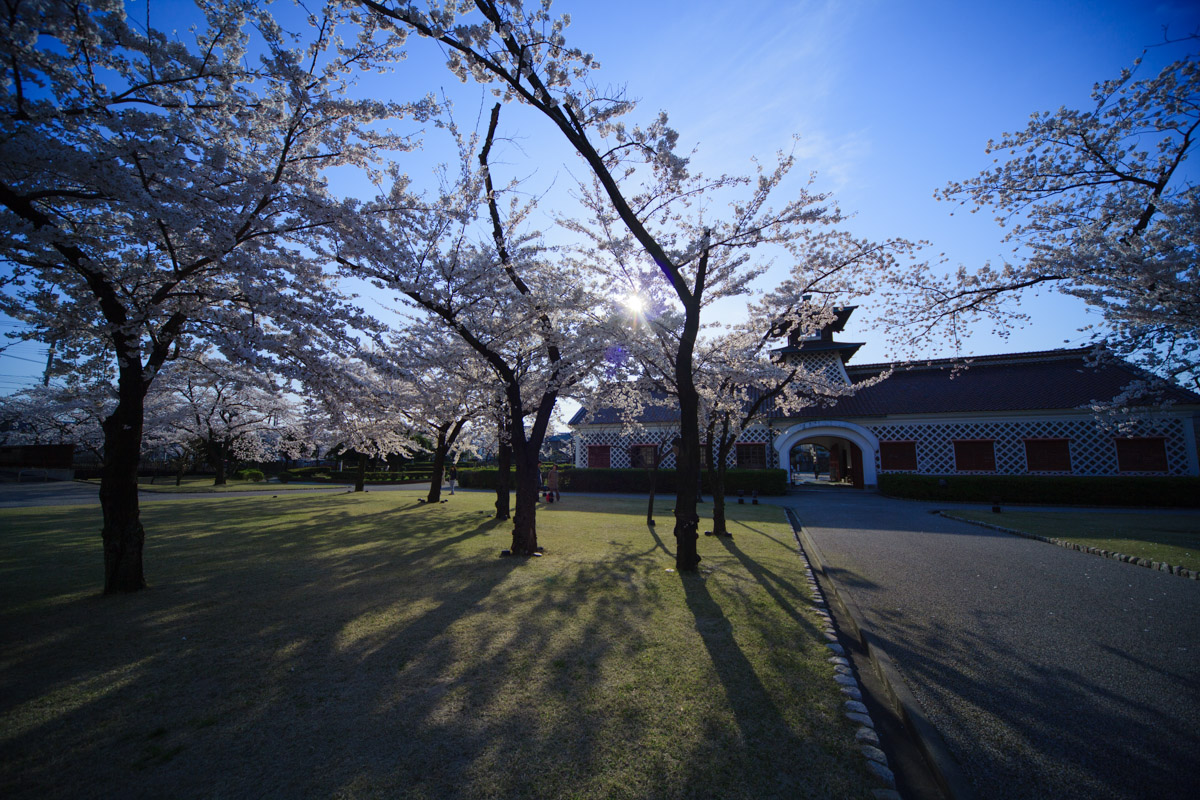 Sakura Color_f0338222_07275085.jpg