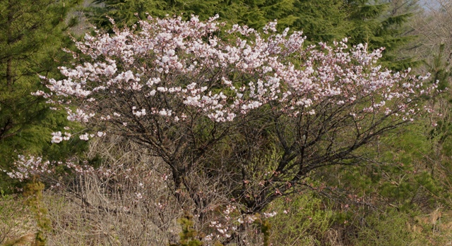 一重八重桜・御車返し_a0304423_23312211.jpg