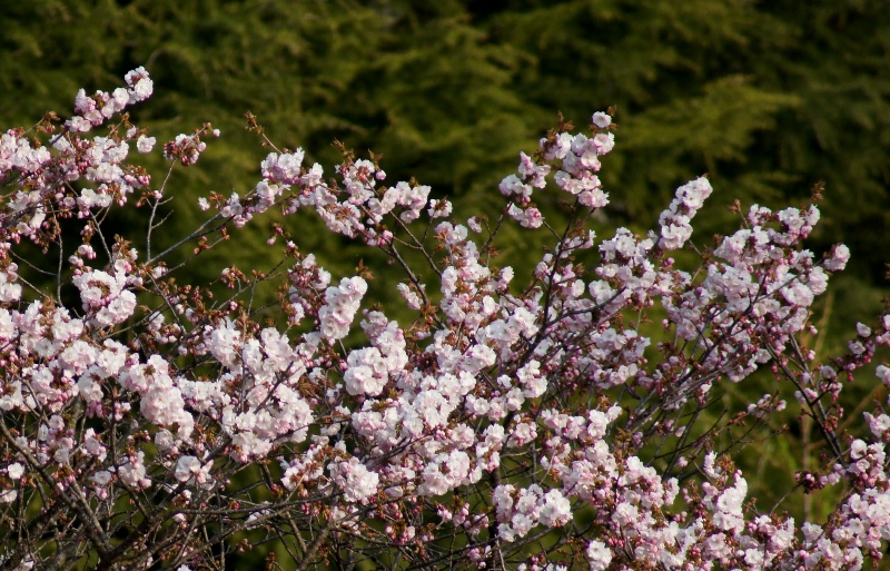 一重八重桜・御車返し_a0304423_23313428.jpg