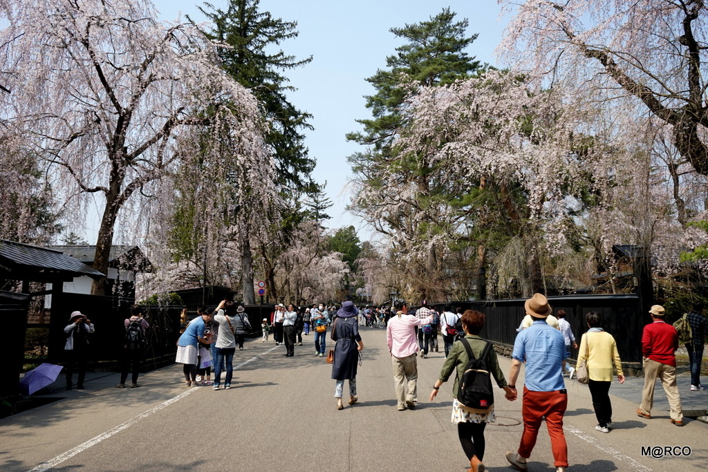 東北桜 2014 : 1. 角館武家屋敷通り @ 秋田_c0322123_22384843.jpg