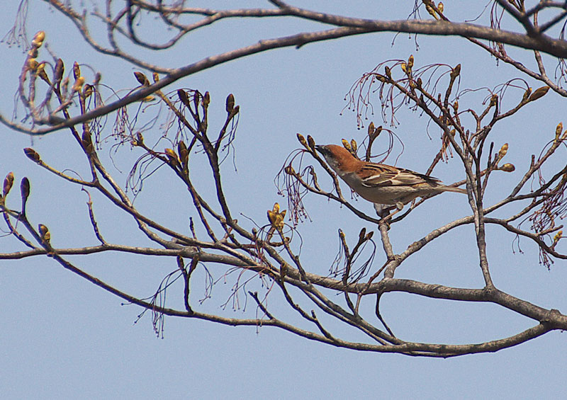 小樽公園で見かけた野鳥達_e0001123_0335834.jpg