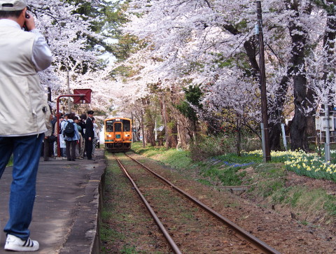 芦野公園桜*2014.04.28（五所川原市）_b0147224_2149496.jpg