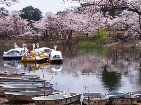 芦野公園桜*2014.04.28（五所川原市）_b0147224_21532587.jpg