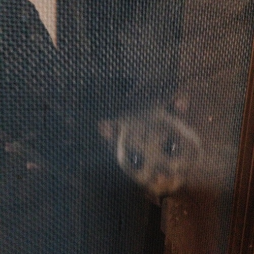 またまた、ムーちゃん 現る !!!_e0154524_15171036.jpg