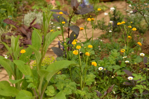 昨日・今日の花と庭_e0335926_19525219.jpg