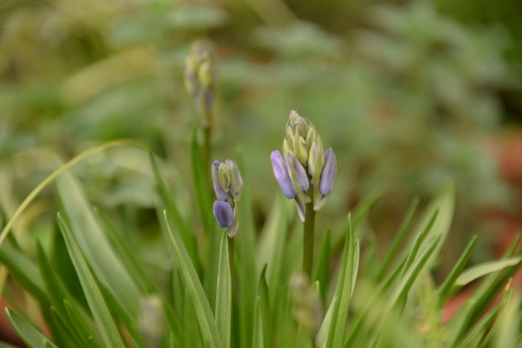 昨日・今日の花と庭_e0335926_19534076.jpg