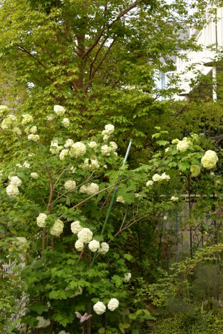 昨日・今日の花と庭_e0335926_19543608.jpg