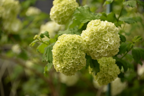 昨日・今日の花と庭_e0335926_19545681.jpg