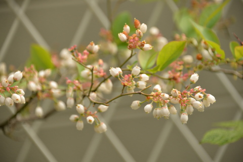 昨日・今日の花と庭_e0335926_19550928.jpg