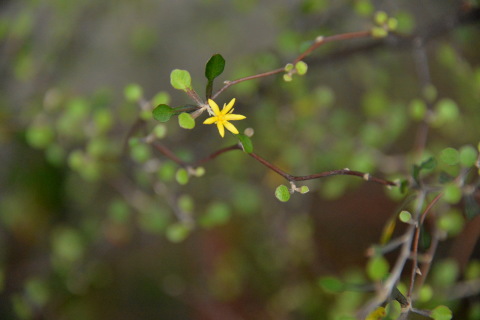 昨日・今日の花と庭_e0335926_19563698.jpg