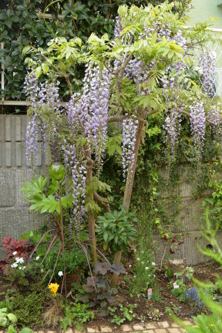 昨日・今日の花と庭_e0335926_19574079.jpg