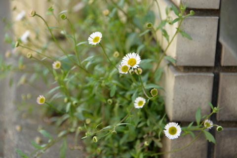 昨日・今日の花と庭_e0335926_19585083.jpg