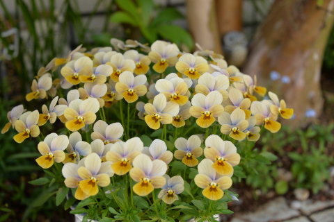 昨日・今日の花と庭_e0335926_19590707.jpg