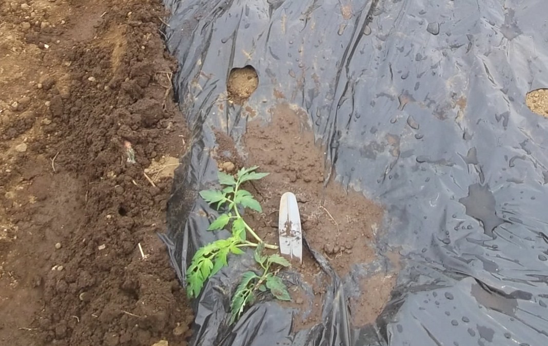 トマトの横植え 斜め植え に挑戦 家庭菜園日記 すろーらいふ 茅ケ崎のはまちゃん 野菜つくり トマトの横植え 斜め植え に挑戦 家庭菜園日記 すろーらいふ 茅ケ崎のはまちゃん 野菜つくり