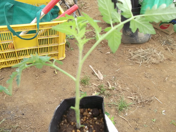 トマトの横植え 斜め植え に挑戦 家庭菜園日記 すろーらいふ 茅ケ崎のはまちゃん 野菜つくり トマトの横植え 斜め植え に挑戦 家庭菜園日記 すろーらいふ 茅ケ崎のはまちゃん 野菜つくり