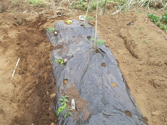 トマトの横植え 斜め植え に挑戦 家庭菜園日記 すろーらいふ 茅ケ崎のはまちゃん 野菜つくり トマトの横植え 斜め植え に挑戦 家庭菜園日記 すろーらいふ 茅ケ崎のはまちゃん 野菜つくり