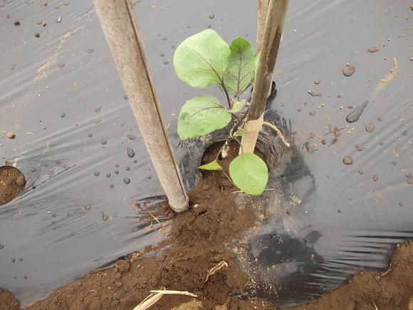 トマトの横植え 斜め植え に挑戦 家庭菜園日記 すろーらいふ 茅ケ崎のはまちゃん 野菜つくり トマトの横植え 斜め植え に挑戦 家庭菜園日記 すろーらいふ 茅ケ崎のはまちゃん 野菜つくり