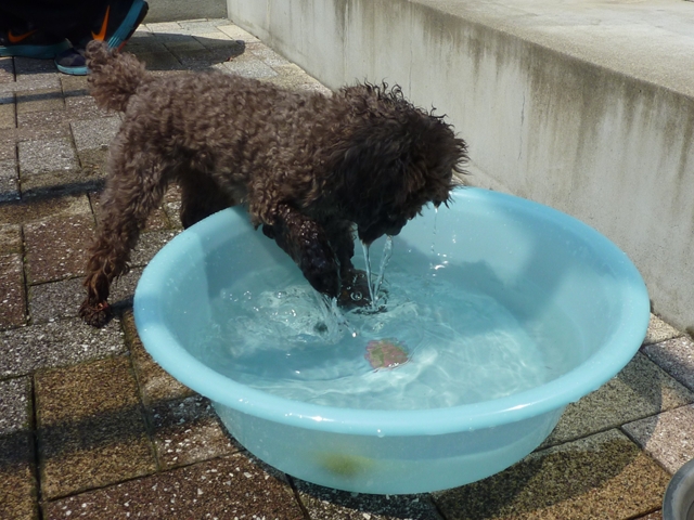 プリンの水遊び_f0032332_925325.jpg