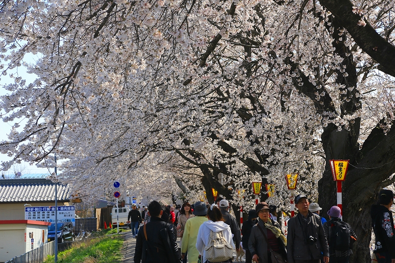 東北さくら便り『一目千本桜・宮城県大河原町』_f0229832_9304962.jpg