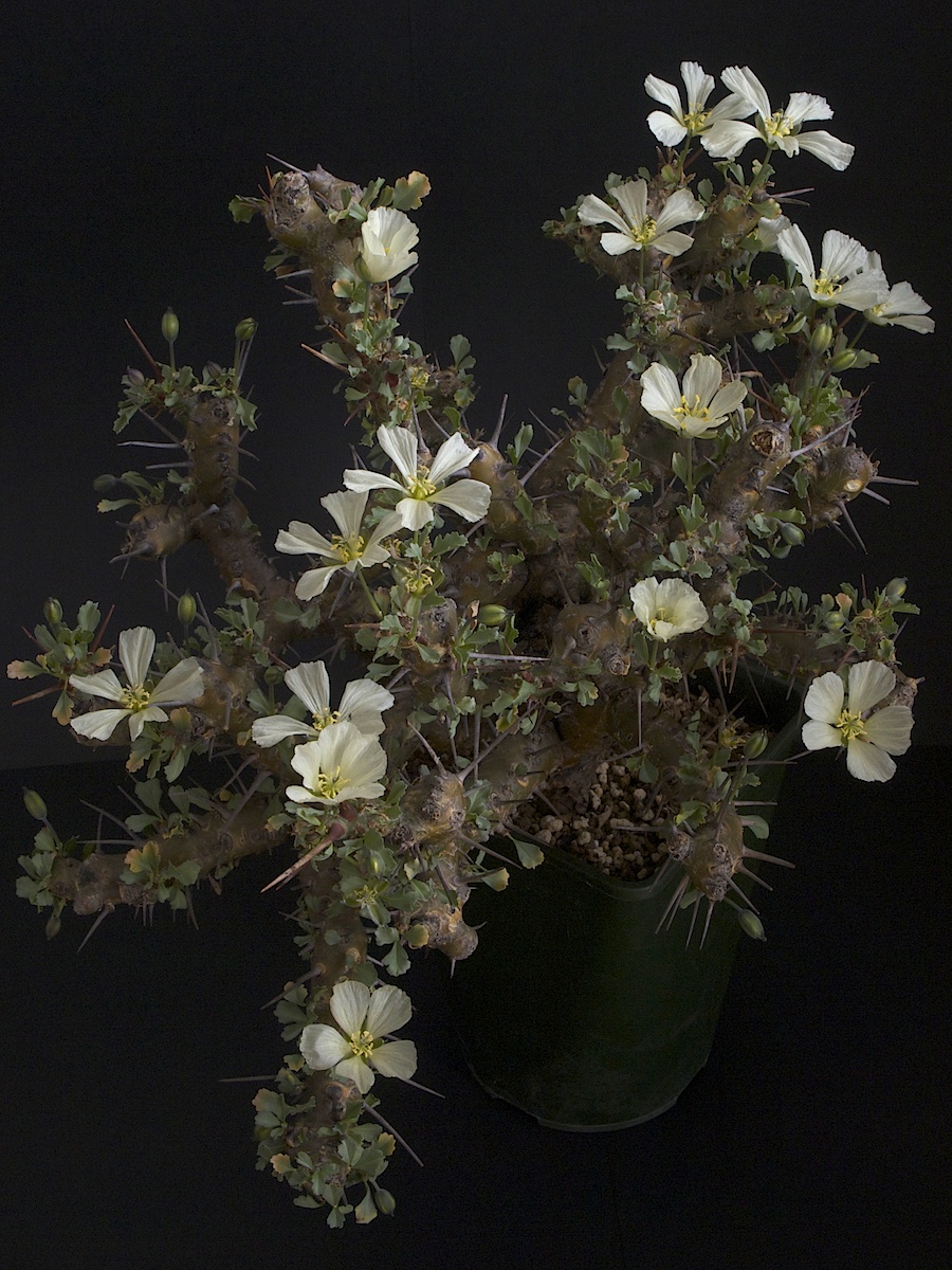 Sarcocaulon crassicaule 開花中_a0149642_19063880.jpg