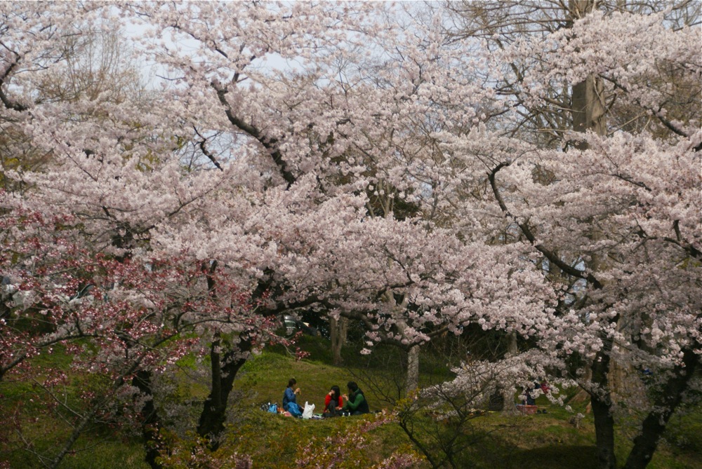 お花見風景_d0001843_23201731.jpg