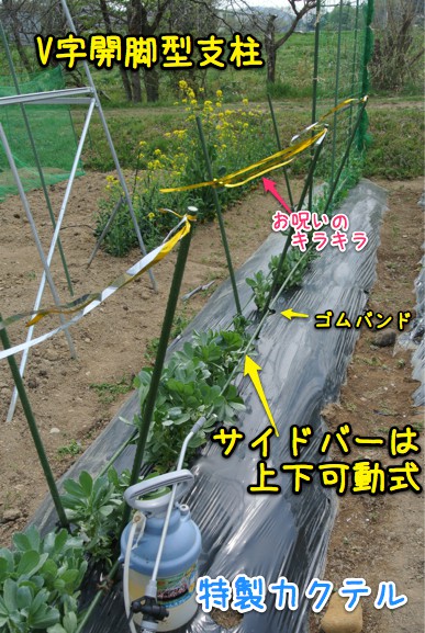 気休めのアブラムシ対策_c0063348_10362252.jpg