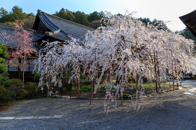 毘沙門堂・しだれ_f0155048_21241715.jpg