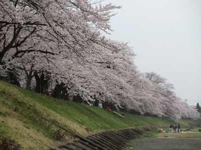 角館へお花見。_d0044755_20562814.jpg