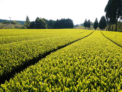 菊池水源茶 新芽の芽吹きと寒冷紗かけ!まもなくお茶摘みです!!_a0254656_17135964.jpg