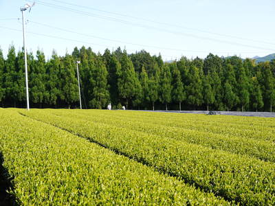 菊池水源茶 新芽の芽吹きと寒冷紗かけ!まもなくお茶摘みです!!_a0254656_17245568.jpg