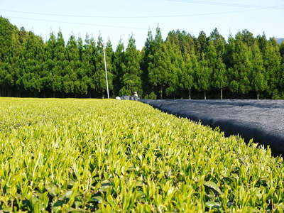 菊池水源茶 新芽の芽吹きと寒冷紗かけ!まもなくお茶摘みです!!_a0254656_1729745.jpg