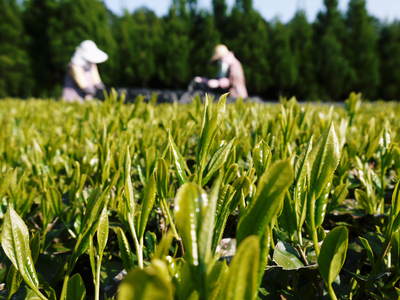 菊池水源茶 新芽の芽吹きと寒冷紗かけ!まもなくお茶摘みです!!_a0254656_17404413.jpg