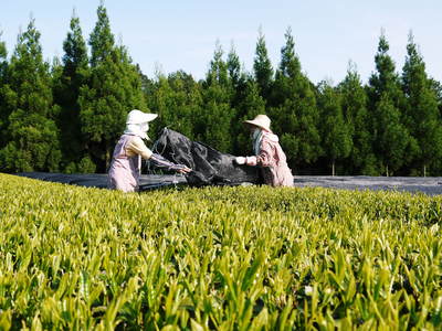 菊池水源茶 新芽の芽吹きと寒冷紗かけ!まもなくお茶摘みです!!_a0254656_17465430.jpg