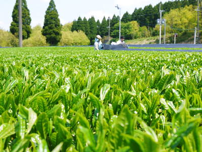 菊池水源茶 新芽の芽吹きと寒冷紗かけ!まもなくお茶摘みです!!_a0254656_1754218.jpg