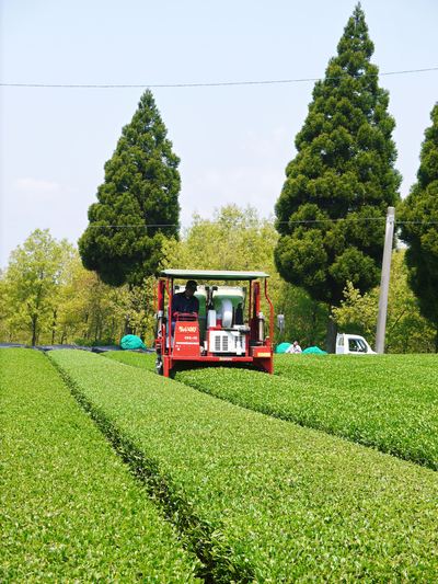 菊池水源茶 新芽の芽吹きと寒冷紗かけ!まもなくお茶摘みです!!_a0254656_17592262.jpg