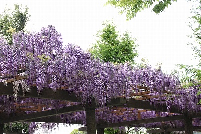 #2875 赤坂スポーツ公園の藤の花_e0091756_18103176.jpg