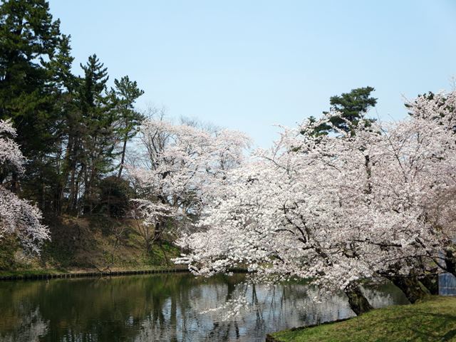 【北東北桜追い旅⑬】弘前城のさくらまつり_c0042960_18443938.jpg