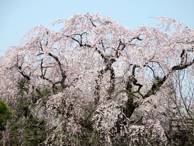 【北東北桜追い旅⑬】弘前城のさくらまつり_c0042960_18453169.jpg