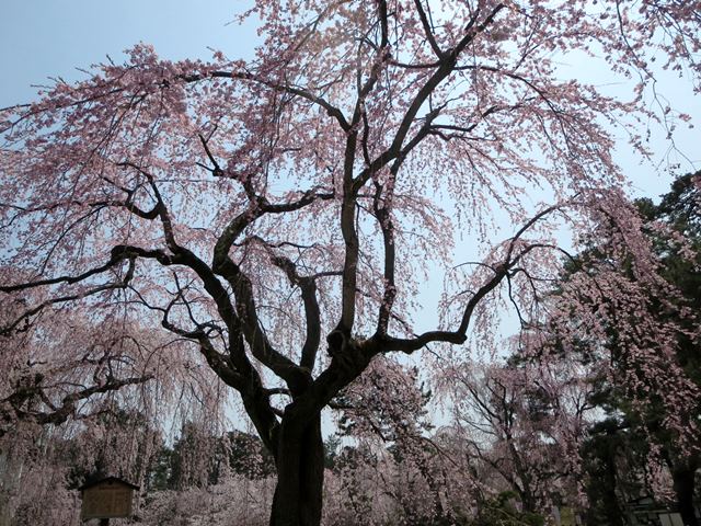 【北東北桜追い旅⑬】弘前城のさくらまつり_c0042960_18455519.jpg