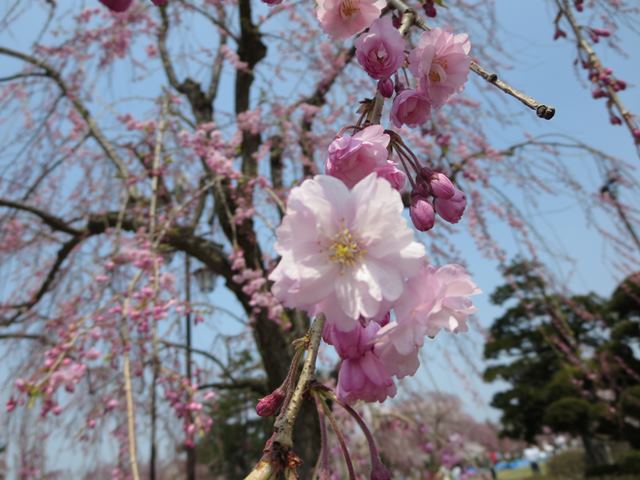【北東北桜追い旅⑬】弘前城のさくらまつり_c0042960_18464261.jpg