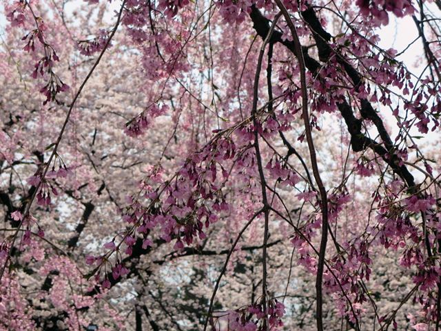 【北東北桜追い旅⑬】弘前城のさくらまつり_c0042960_18465295.jpg