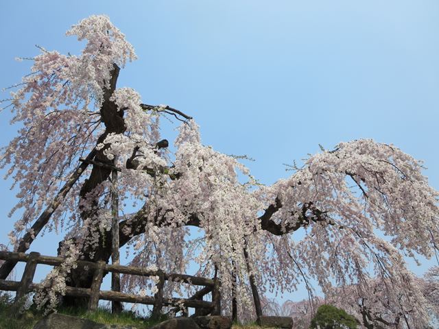 【北東北桜追い旅⑬】弘前城のさくらまつり_c0042960_1846781.jpg