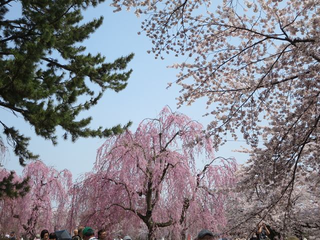 【北東北桜追い旅⑬】弘前城のさくらまつり_c0042960_18471276.jpg