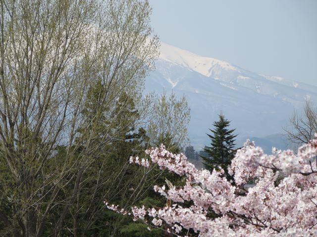 【北東北桜追い旅⑬】弘前城のさくらまつり_c0042960_18474212.jpg