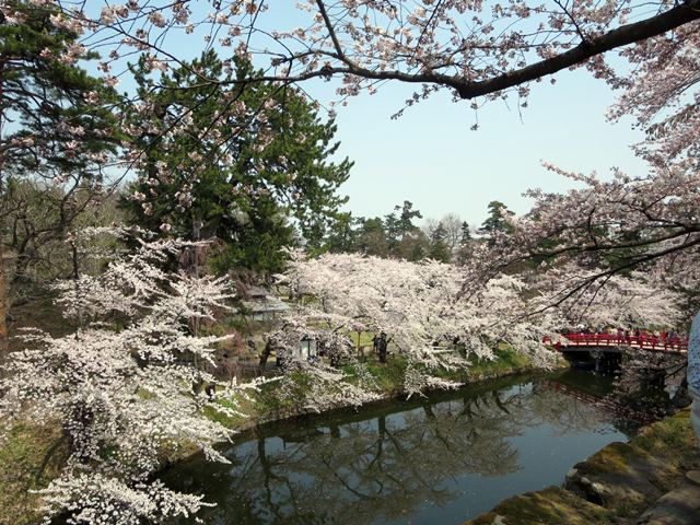 【北東北桜追い旅⑬】弘前城のさくらまつり_c0042960_18493110.jpg