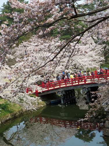【北東北桜追い旅⑬】弘前城のさくらまつり_c0042960_1849509.jpg