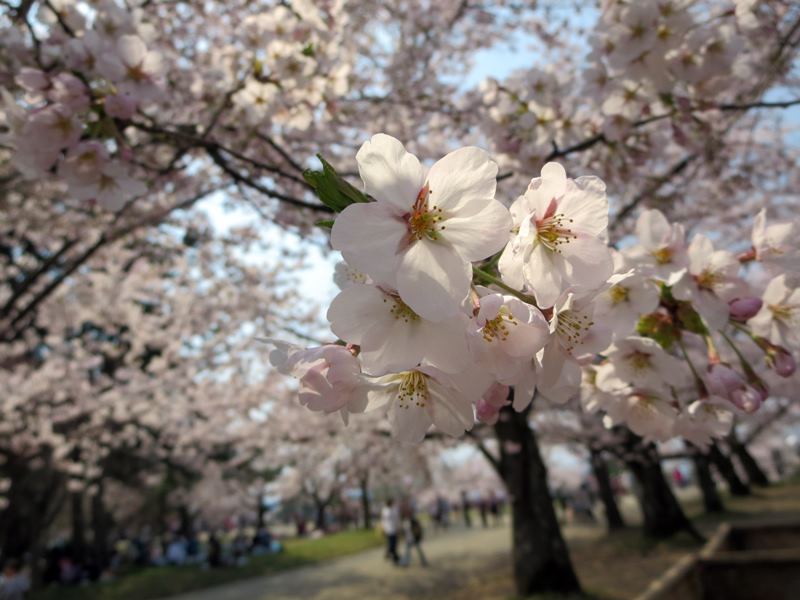 【北東北桜追い旅⑬】弘前城のさくらまつり_c0042960_18501166.jpg