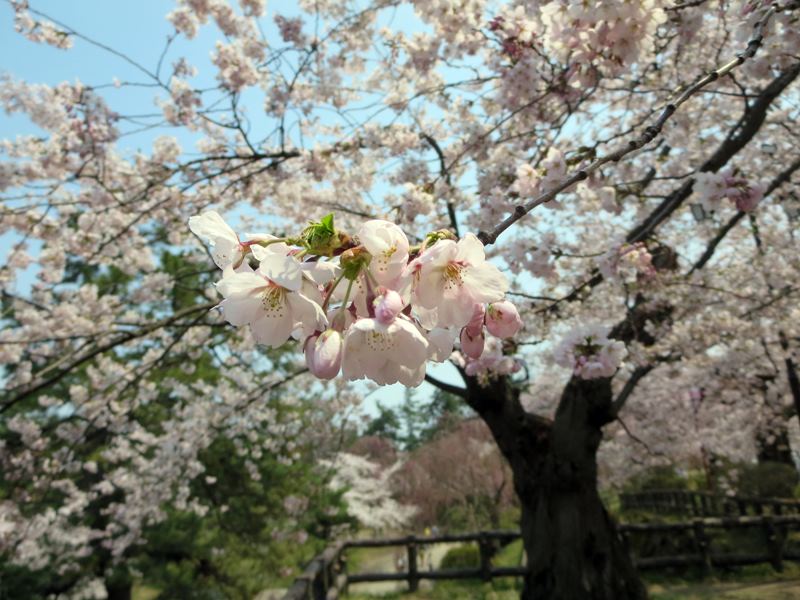 【北東北桜追い旅⑬】弘前城のさくらまつり_c0042960_1850137.jpg